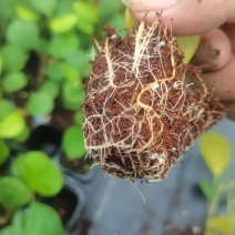 小潘菩提小苗。