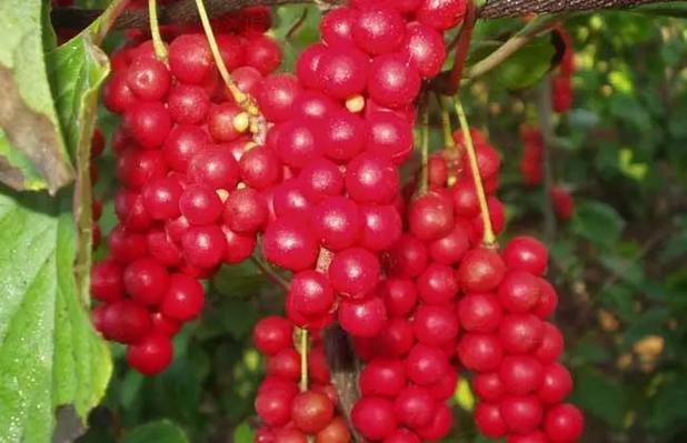五味子植物特写