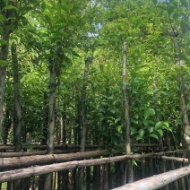 天竺桂/阴香树4～15公分基地直销大小规格齐全