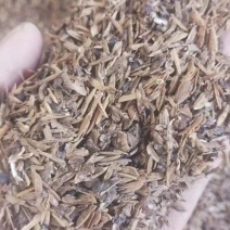 烘干酒糟出售。