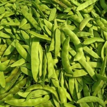 吉林产区大油豆豆角大量供应一手货源价格可来电详谈