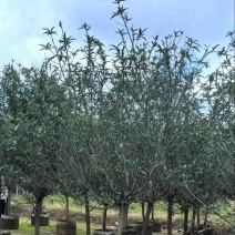 碧桃树8～10公分基地直销规格齐全欢迎老板来电洽谈