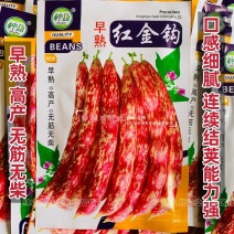 东北早熟红金钩架豆种子黄金钩油豆角种子无筋无纤维面鼓豆种