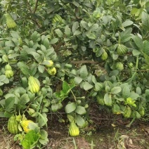 川佛手无纺布杯苗(可回收鲜，干片)