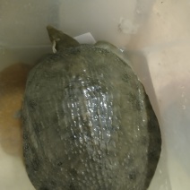 甲鱼