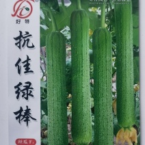 肉丝瓜种子抗佳绿棒早熟青绿色结瓜早产瓜条顺直高产