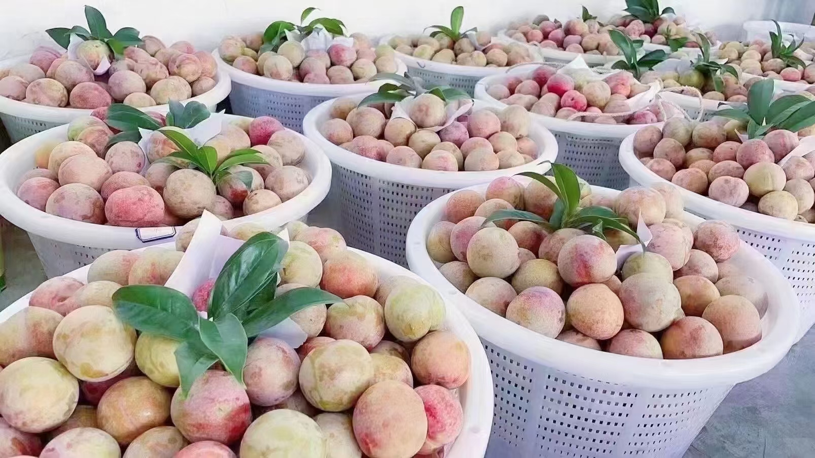 桃形李采摘现场