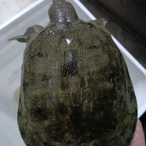 本地甲鱼