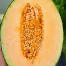 新疆密瓜