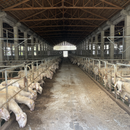 内蒙放养绒山羊 常年供应 量大从优 包售后【实力】奶山羊-养殖基地