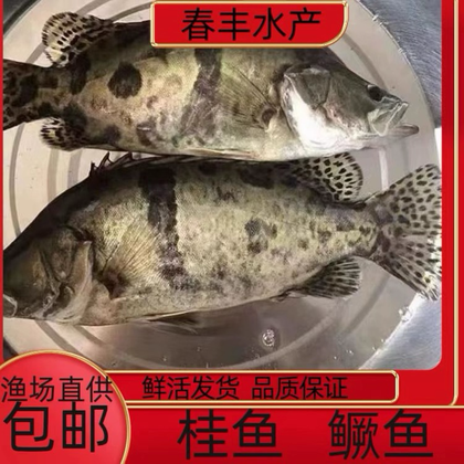 鳜鱼苗价格行情