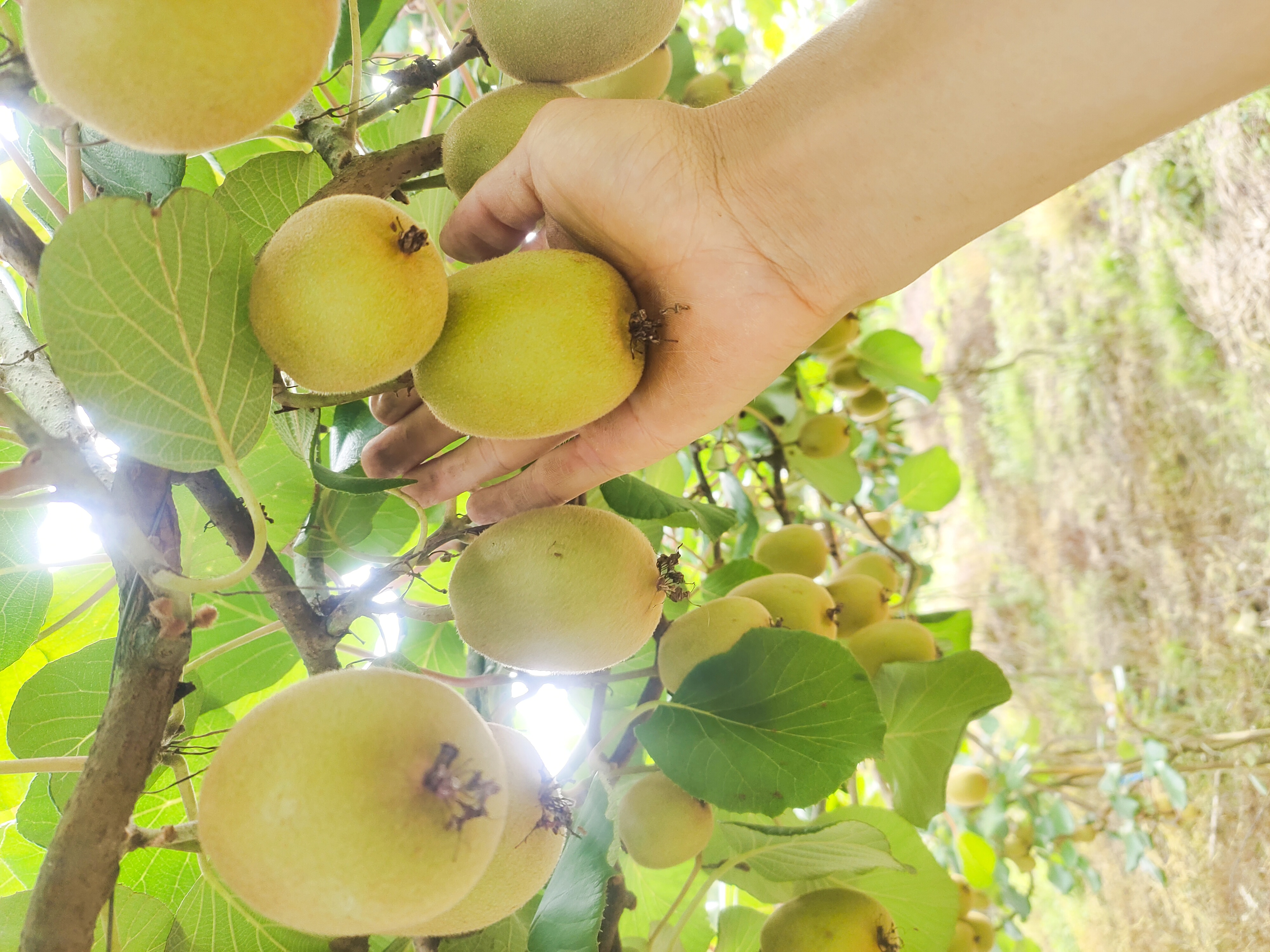 黄心猕猴桃果园实景图