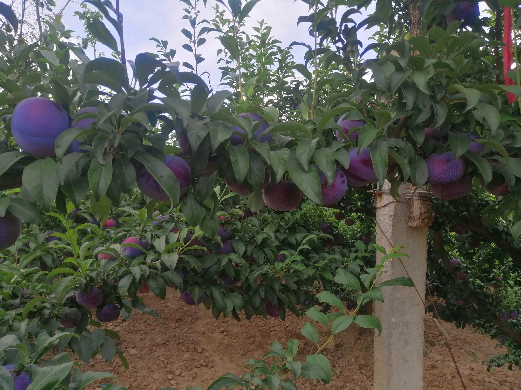 果园实景：果农清晨采摘新鲜黑布林，戴手套轻摘枝头紫黑色果实，背后是挂满果实的健壮李树，阳光穿透叶片投下斑驳光影，框内可见露珠与未摘果实细节