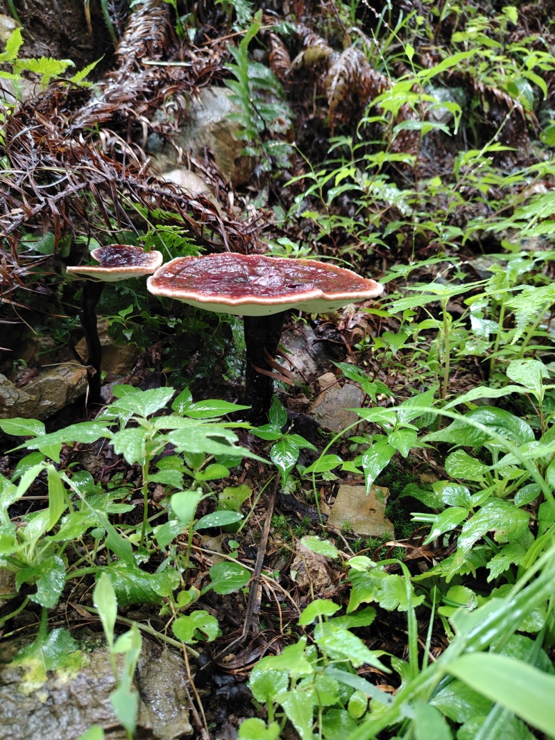 野生灵芝