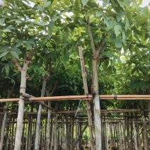 腊肠树4-10公分大量现货，欢迎咨询