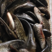 鲶鱼