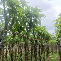 嫁接芒果苗/金煌芒4～6公分基地直销规格齐全