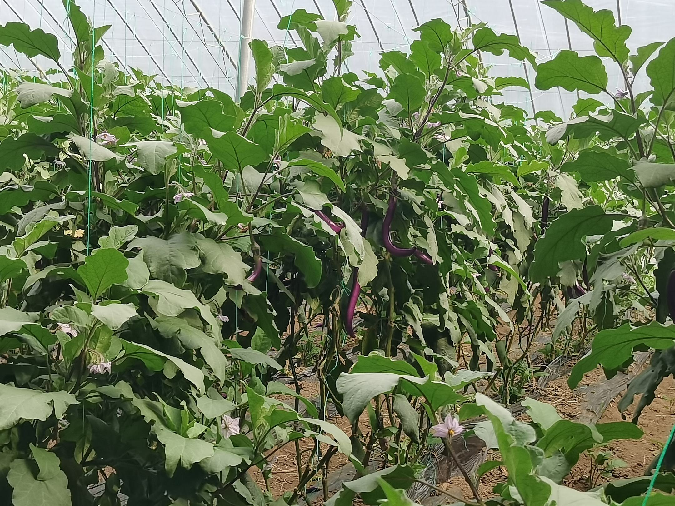 线茄植株与挂果特写