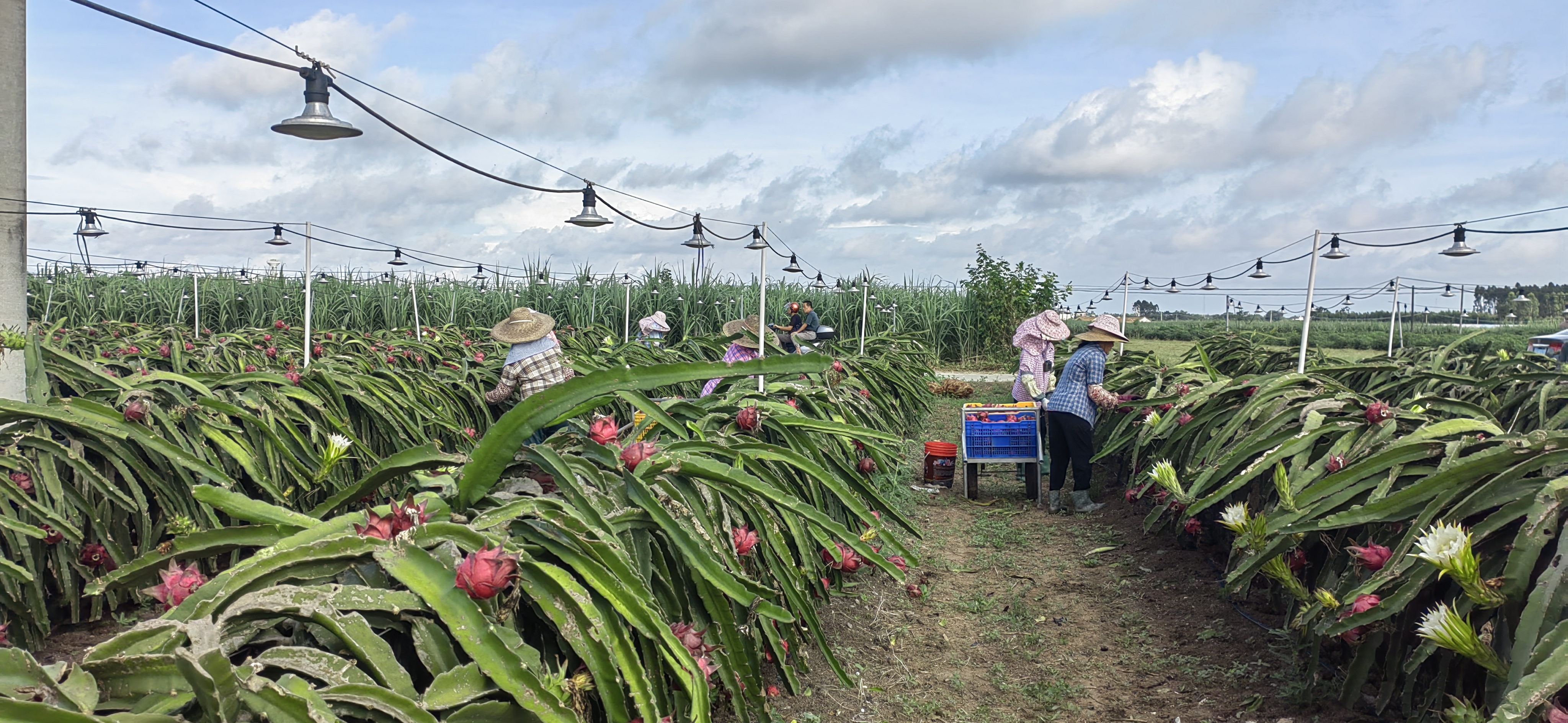 火龙果采摘现场