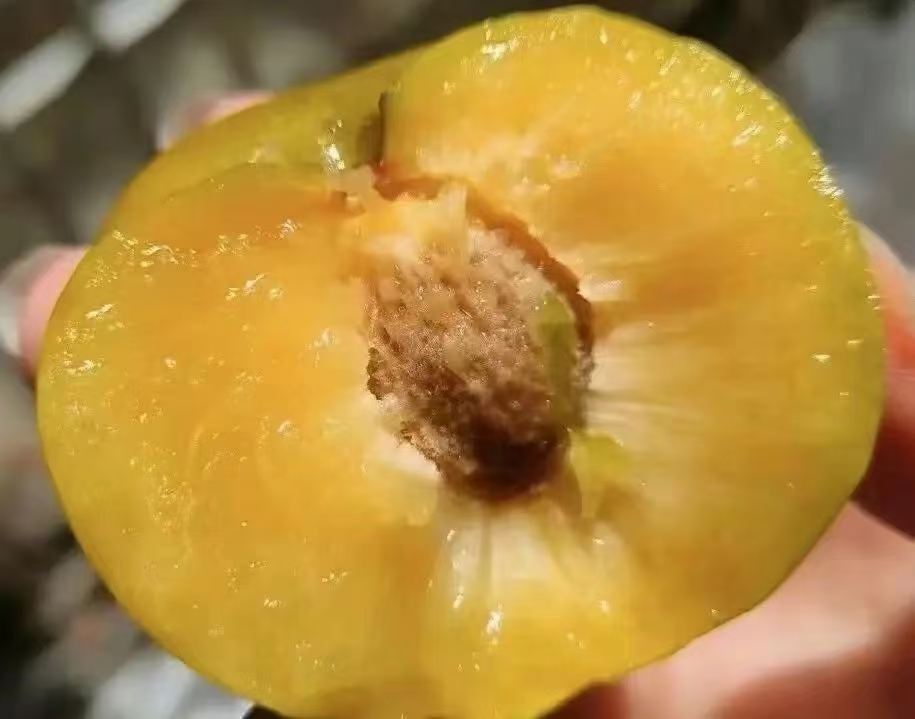 一颗成熟的蜂糖李被横向切开,果肉呈淡黄色至浅琥珀色,果核呈椭圆形、深褐色,表面光滑,与果肉之间有明显空隙,清晰展示离核状态。背景为木质砧板,周围散落几片果皮和果肉碎片,突出自然新鲜感 蜂糖李果实剖面图展示离核结构