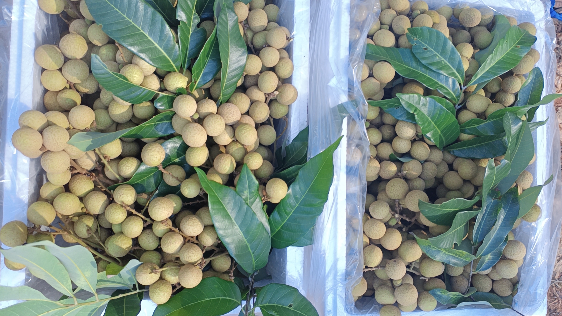 石硖龙眼包装与加工场景