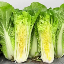 绿箭快菜种子小白菜籽四季播20天春夏秋冬季种青农家蔬菜种
