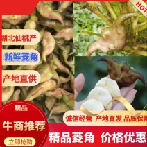 新鲜菱角，湖北产地直发，规格多样，对接市场商超，电联采购