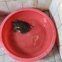 湖南常德澧县甲鱼(水鱼)，品质保证欢迎采购合作，