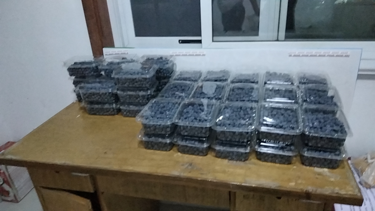 家庭食用蓝莓场景图