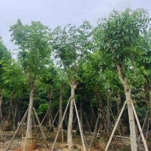 黄花腊肠树12～20公分基地直销规格齐全欢迎老板来电