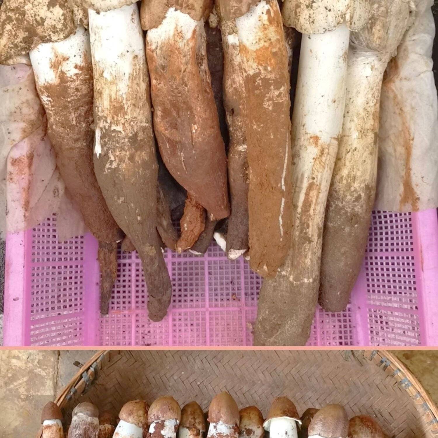 [鸡枞菌批发]云南丽江永胜县鸡枞菌 198.00元/斤大自然的馈 _ 一亩田
