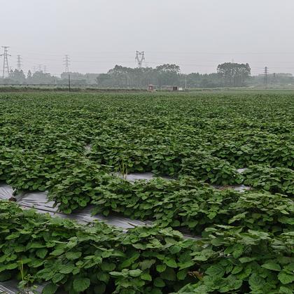 湖南广藿香产地行情