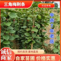 四川三角梅藤条、宜宾三角梅杯苗、红花三角梅紫花三角梅苗
