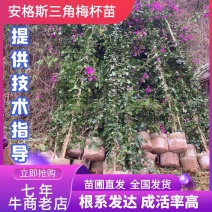 安格斯三角梅紫花多枝藤蔓高度1.5—4米视频看货量大从优