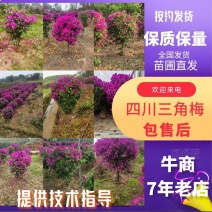 四川宜宾精品三角梅小笼子紫花(安格斯）成活率高