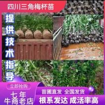 四川产地各种规格三角梅红花、紫花藤条、藤蔓类等协助装车
