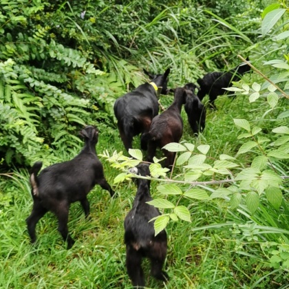 四川凉山普格县黑山羊产地行情