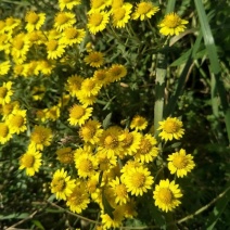 野菊花