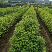 木姜子/山仓子苗（裸根苗，杯苗）需要的可以联系，欢迎订购