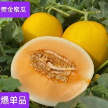 民勤金红宝，沙漠蜜瓜，大量上市对接全国各地市场