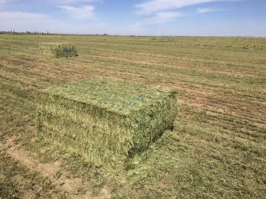 青提去梗晾干过程