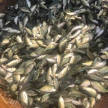 裸鲤鱼苗杂食性鱼类抗病能力强生长快欢迎咨询