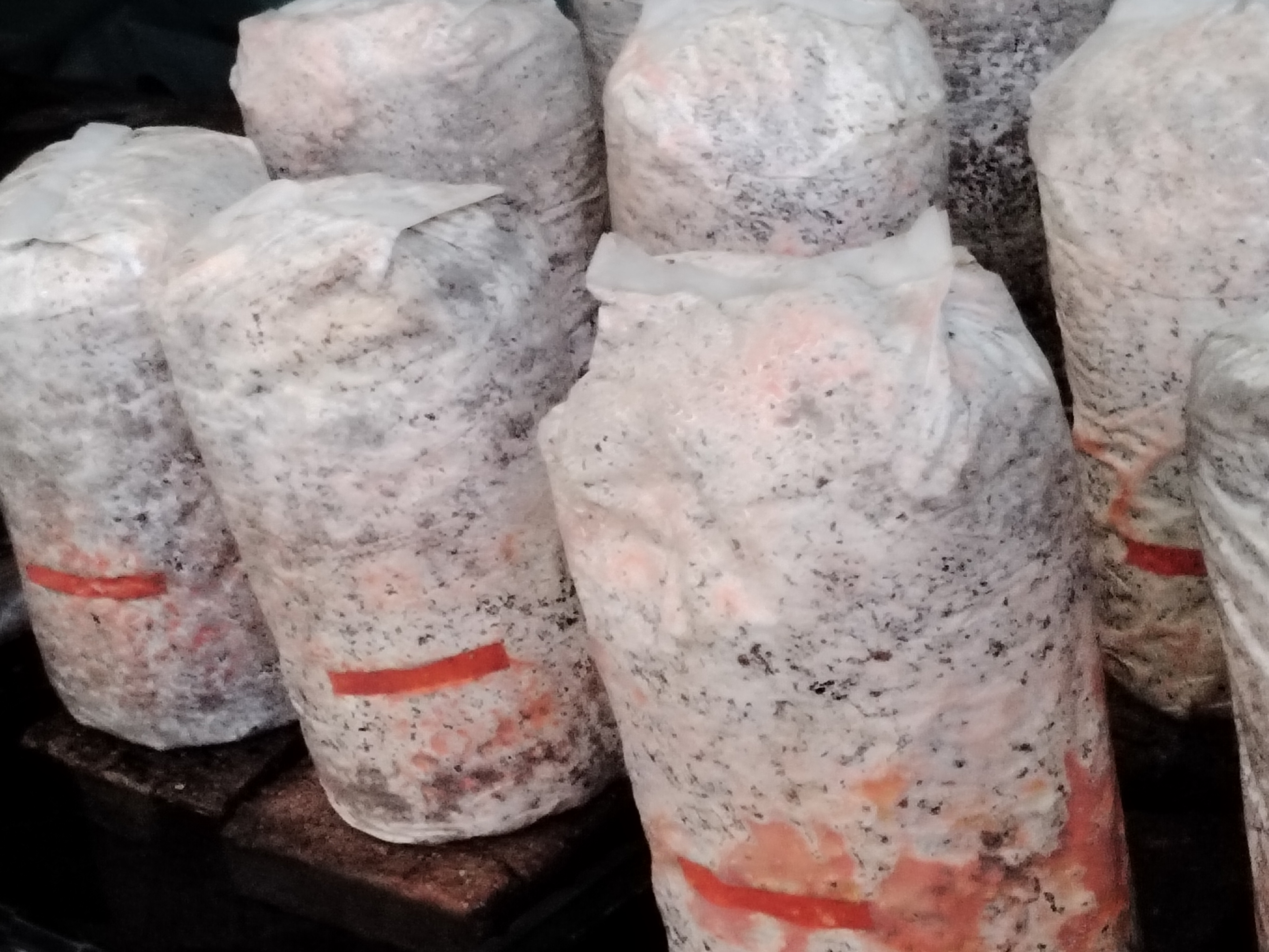 花菇1号在云南高山林区种植场景