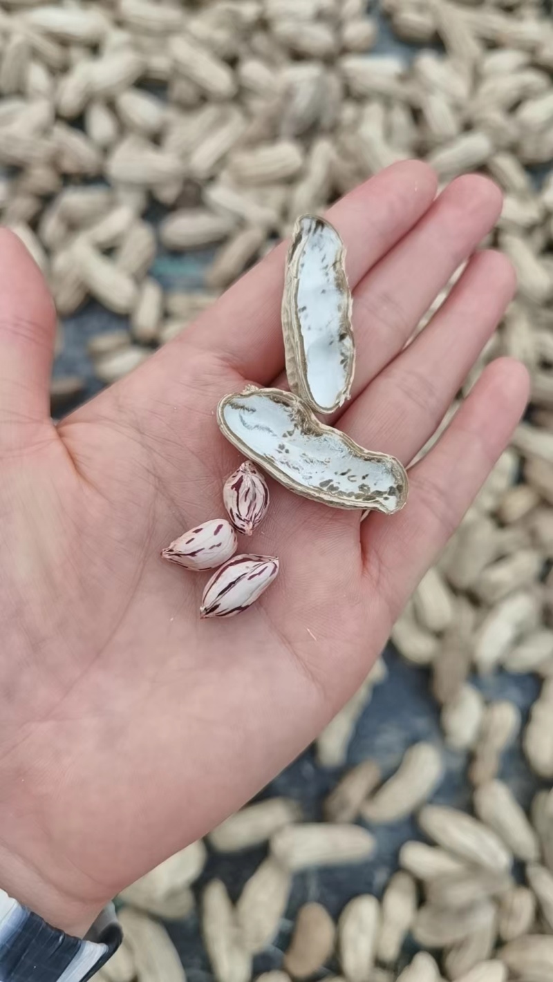 云南七彩牛奶花生,新鲜上市,欢迎各位老板采购合作!