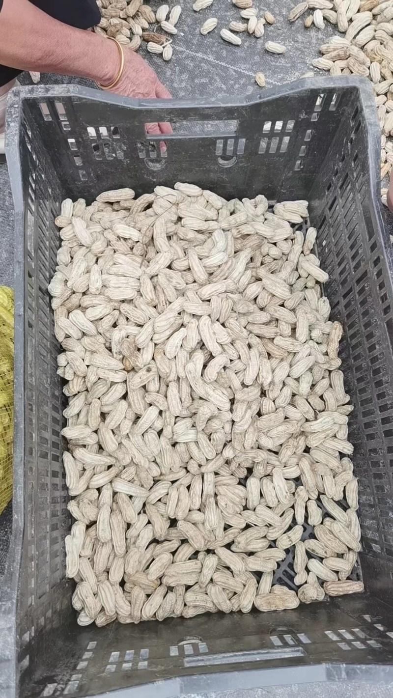 云南七彩牛奶花生,新鲜上市,欢迎各位老板采购合作!