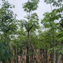 美丽异木棉10～20公分基地直销规格齐全欢迎老板来电