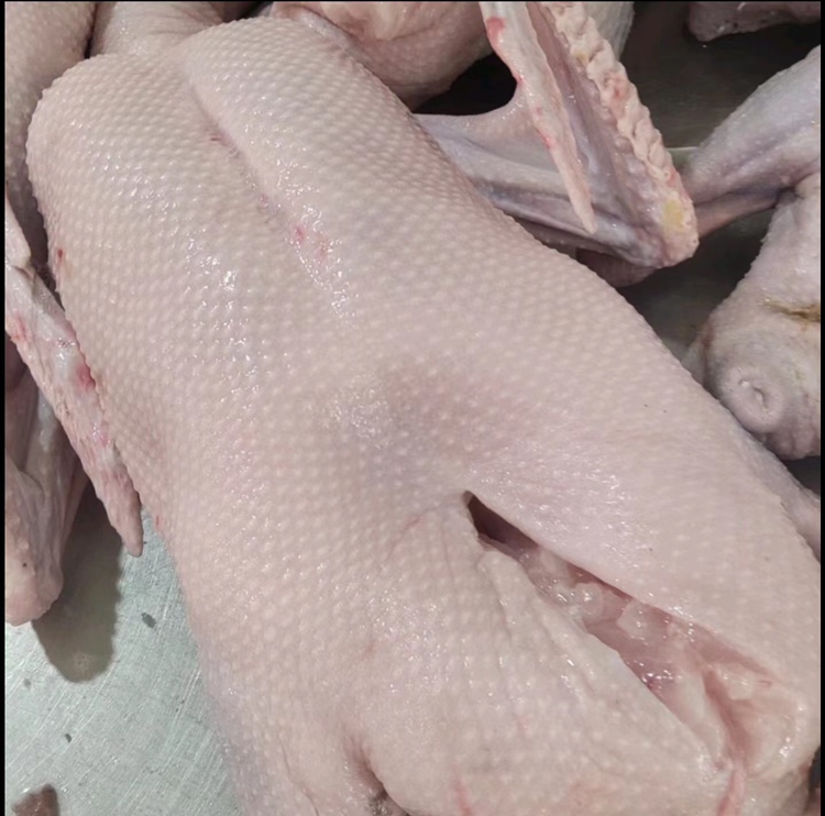 狮头鹅系列产品展示图