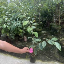 羊奶果袋苗高度50-70公分量多价优福建漳州