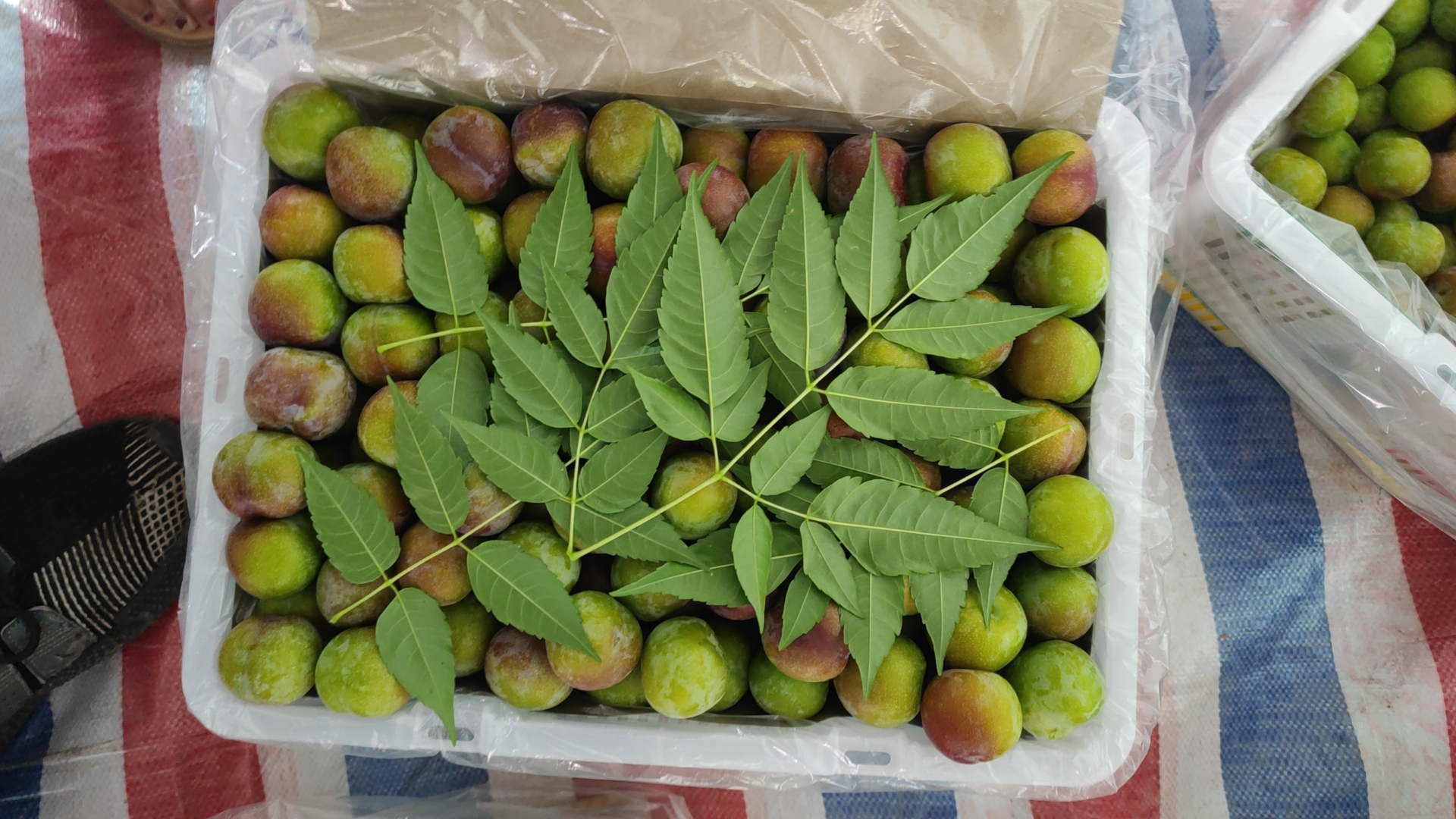 一张木质桌面上陈列着多种由半边红李子制成的产品,包括玻璃瓶装红色果汁、透明袋装李子干、陶瓷罐装果酱、小瓶装李子酒以及冻干脆片,背景虚化的果园暗示原料来源,整体风格清新自然,突出健康与品质感 半边红李子加工产品陈列图
