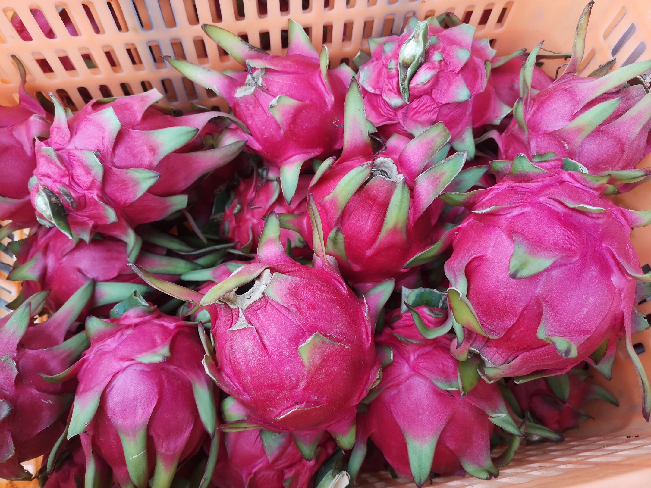 新鲜采摘的火龙果与梨